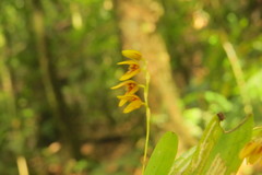 Stelis segoviensis