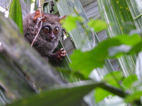 Tarsius dentatus