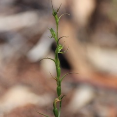 Pterostylis daintreana