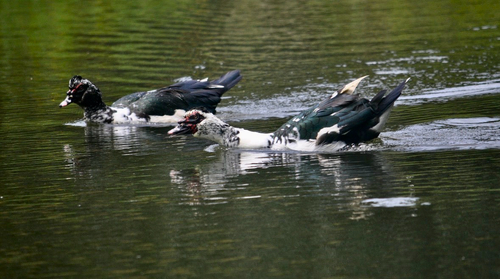 Muscovy Duck