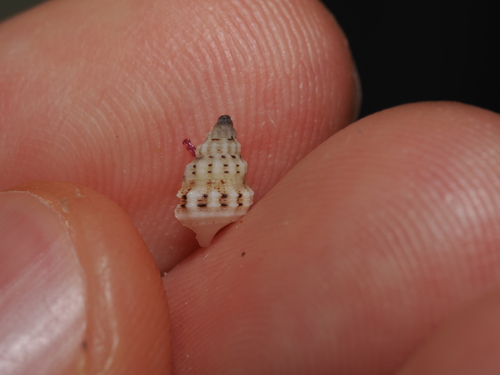 Cerithium columna observed 2026-05-25
