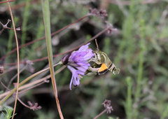 Proserpinus clarkiae