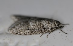 Semioscopis inornata