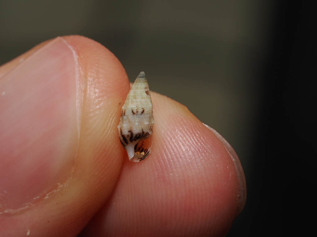 Cerithium egenum