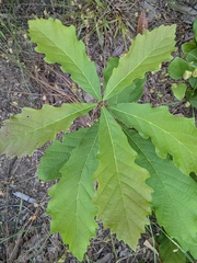 Quercus aliena