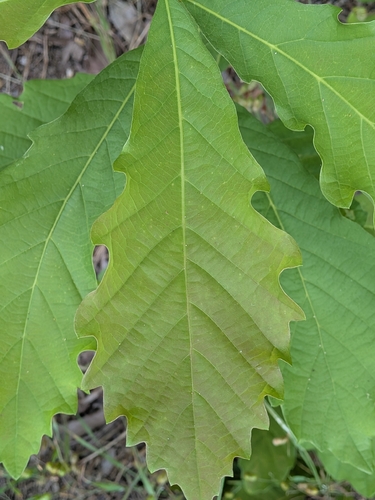 Quercus aliena, photograph 2