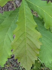 Quercus aliena, photograph (c) plant 0302, some rights reserved (CC BY)