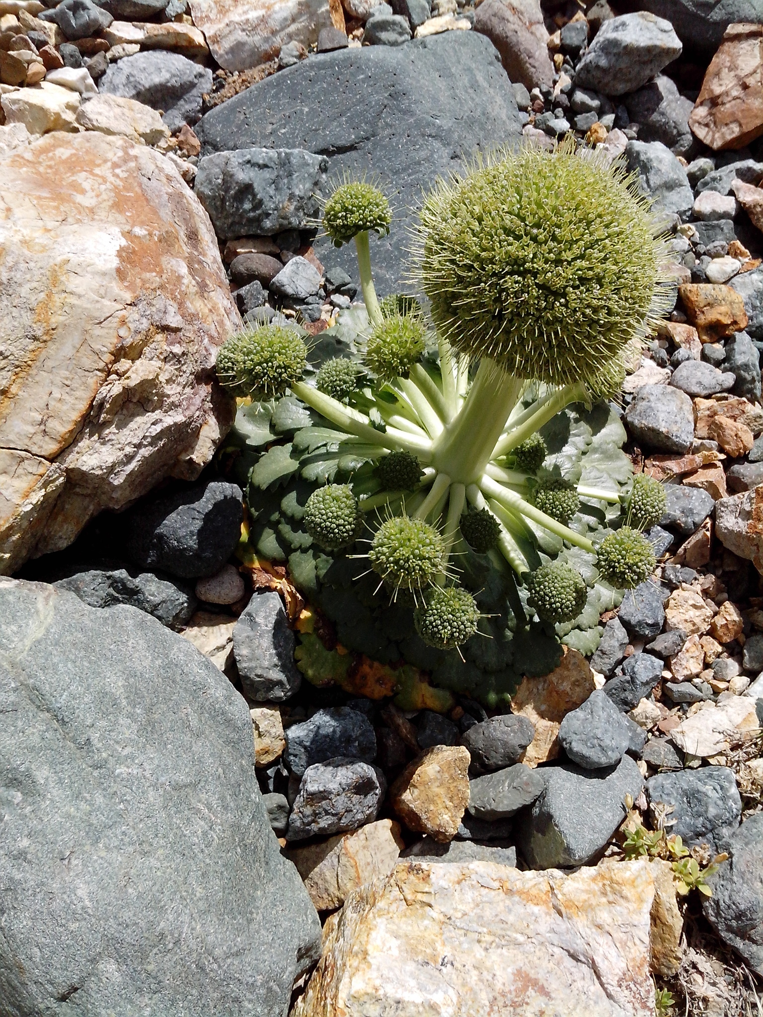 Calyceraceae