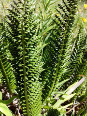 Polystichum andinum
