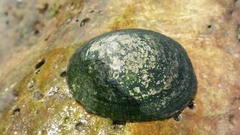 Lottia fenestrata