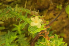 Dichaea trichocarpa