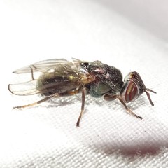 Senopterina