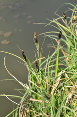 Carex riparia
