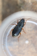 Harpalus laevipes