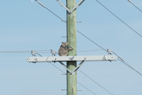 Koala