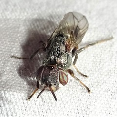 Senopterina