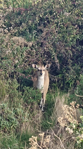 Menelik's Bushbuck
