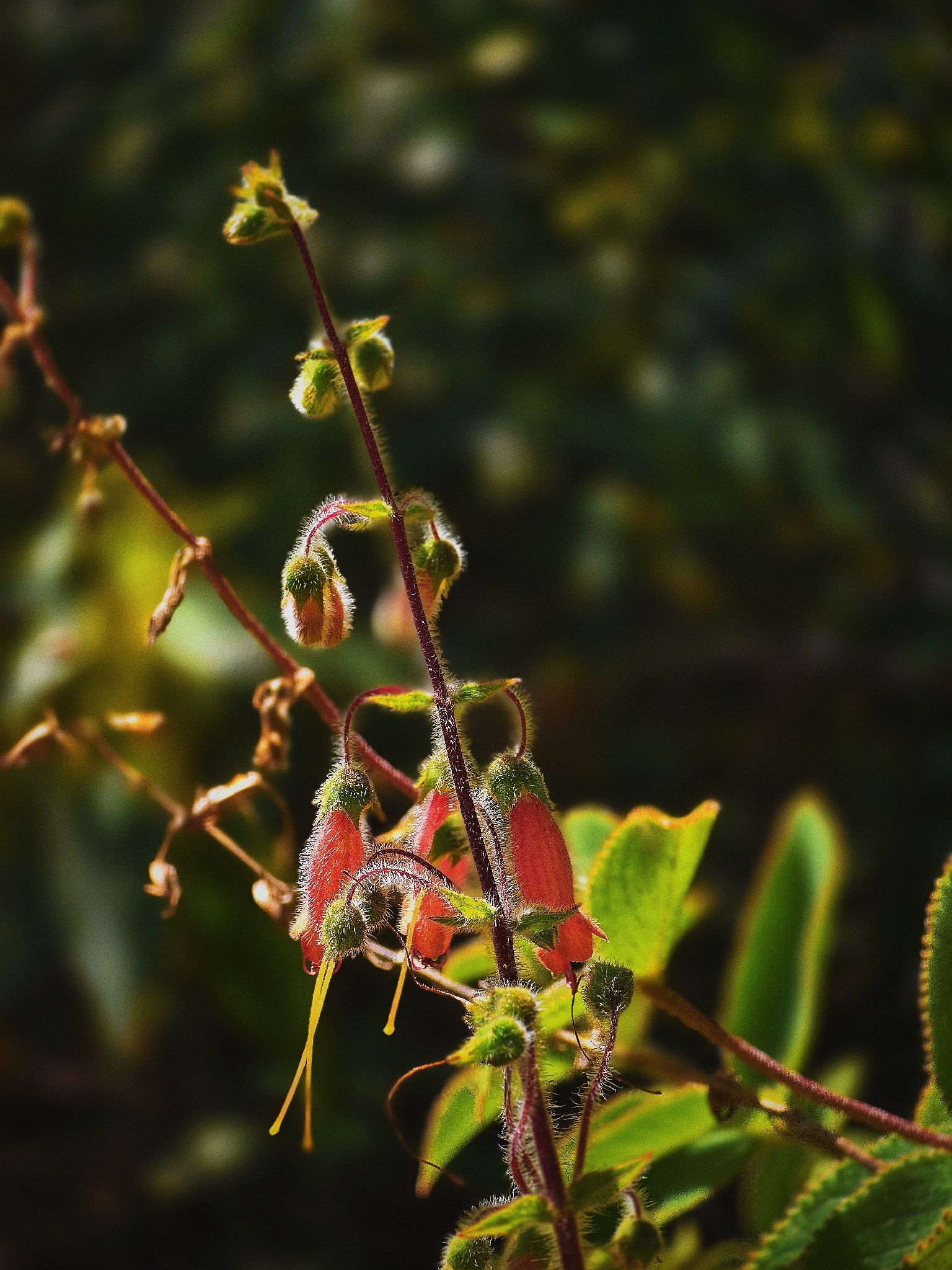 Sinningia sellovii