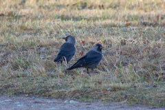 Corvus monedula