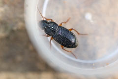 Harpalus laevipes