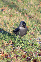 Corvus monedula