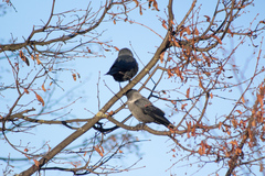 Corvus monedula