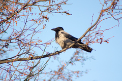 Corvus cornix
