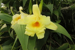 Sobralia xantholeuca