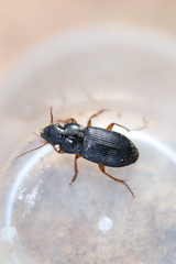 Harpalus laevipes