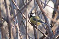Parus major