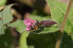 Euandrena