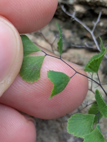 Adiantum tricholepis, photograph 4