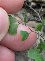 (c) Eric Knight, some rights reserved (CC BY) Adiantum tricholepis, photograph (c) Eric Knight, some rights reserved (CC BY)