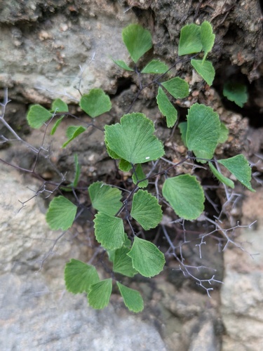 Adiantum tricholepis, photograph 5