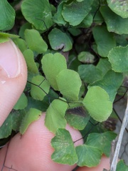 (c) Eric Knight, some rights reserved (CC BY) Adiantum tricholepis, photograph (c) Eric Knight, some rights reserved (CC BY)