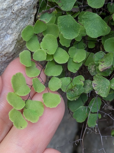 Adiantum tricholepis