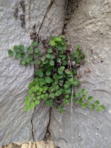 Adiantum tricholepis, photograph 3