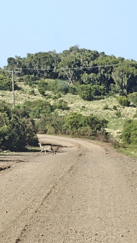 Ethiopian Klipspringer