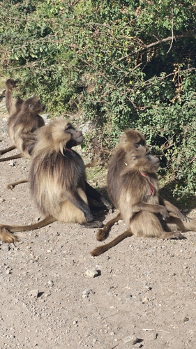 Northern Gelada