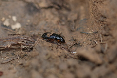 Harpalus laevipes