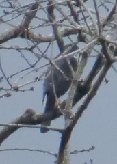 Accipiter striatus chionogaster