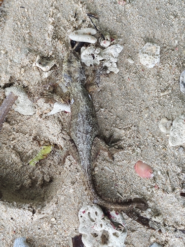 Gekko kuhli