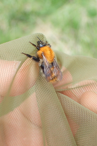 Common Carder Bumble Bee