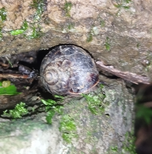 Cyclophorus fargesianus