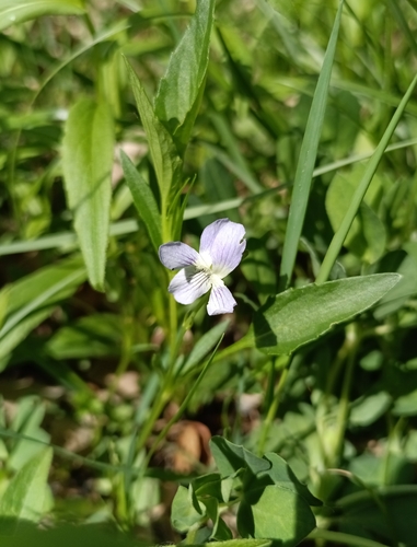 Viola pumila