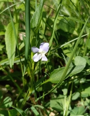Viola pumila, photograph (c) Michal Honskus, some rights reserved (CC BY)