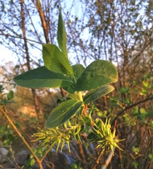 Salix cinerea