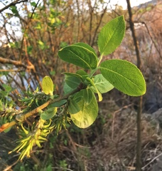 Salix cinerea
