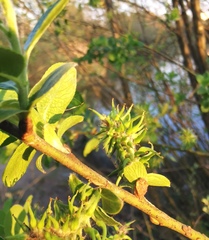 Salix cinerea