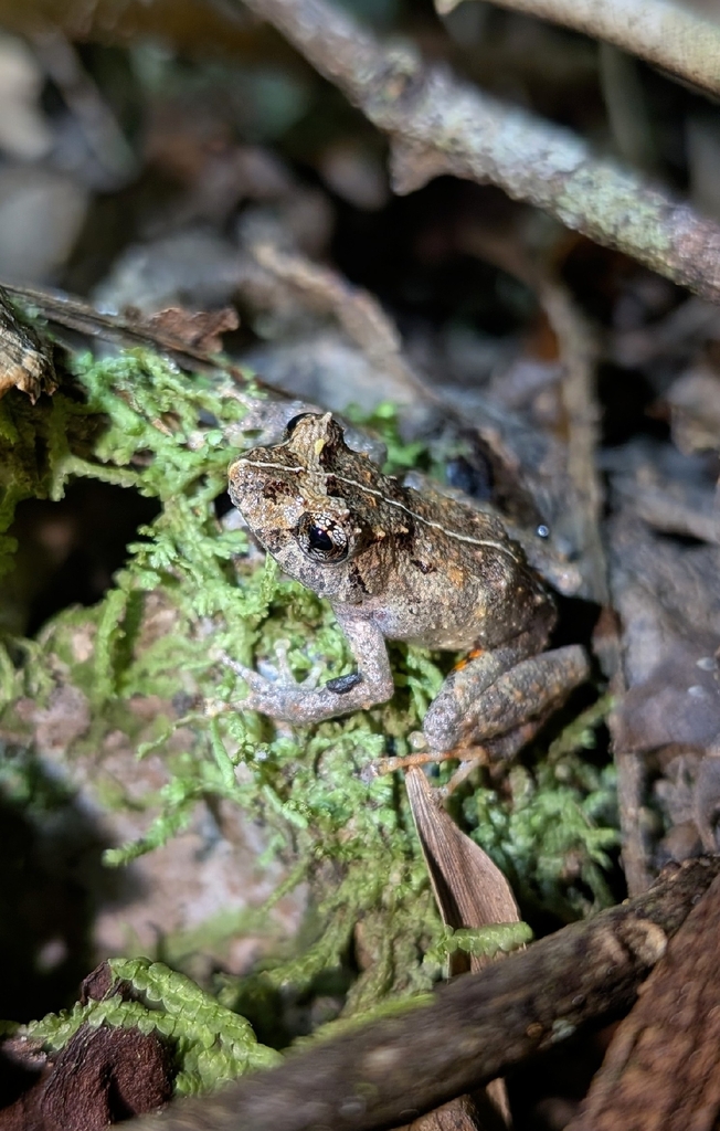 Pristimantis cruciocularis